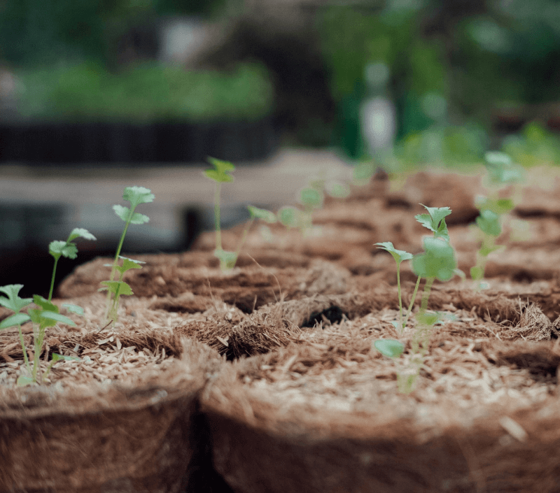 Newly sprouted baby plants growing at Pondok Santi Estate, Gili Trawangan, showcasing sustainable gardening efforts.